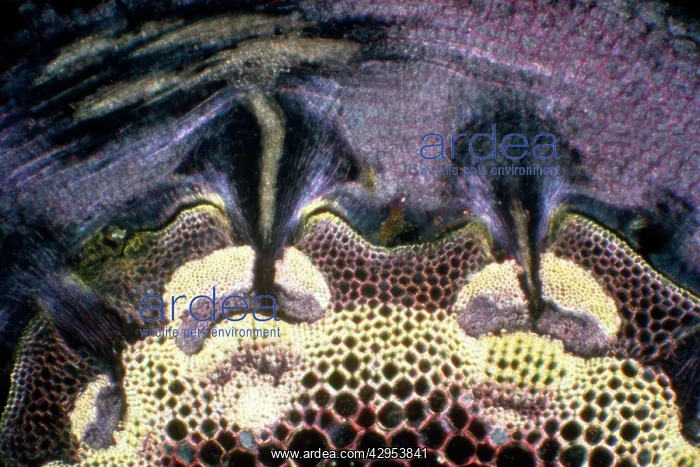 : Light Micrograph (LM): A transverse section of : Light Micrograph (LM): A transverse section of