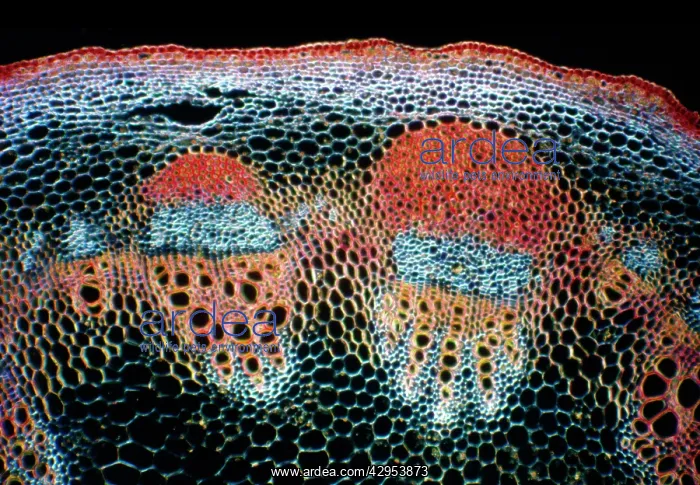 : Light Micrograph (LM): A transverse section of : Light Micrograph (LM): A transverse section of