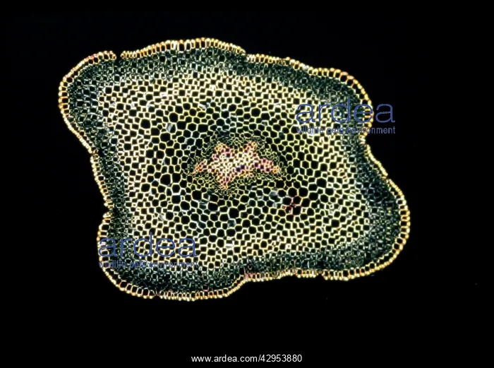 : Light Micrograph (LM): A transverse section of : Light Micrograph (LM): A transverse section of