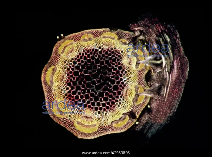: Light Micrograph (LM): A transverse section of : Light Micrograph (LM): A transverse section of