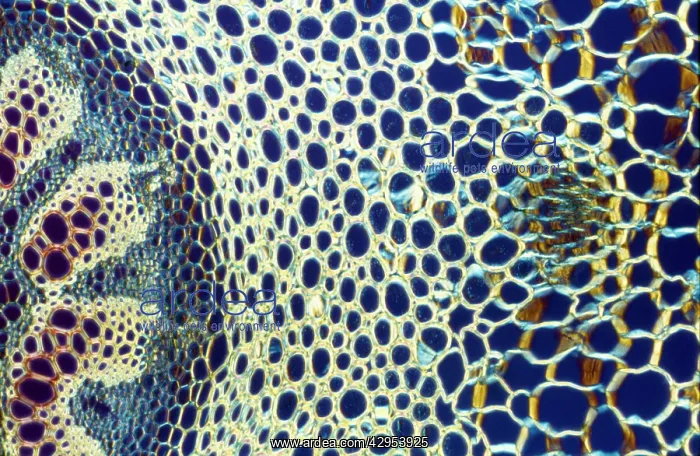 : Light Micrograph (LM): A transverse section of : Light Micrograph (LM): A transverse section of