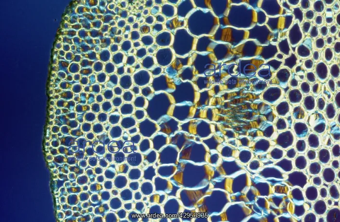 : Light Micrograph (LM): A transverse section of : Light Micrograph (LM): A transverse section of
