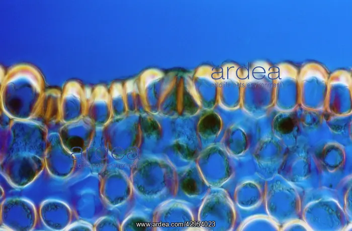 : Light Micrograph (LM): A transverse section of : Light Micrograph (LM): A transverse section of