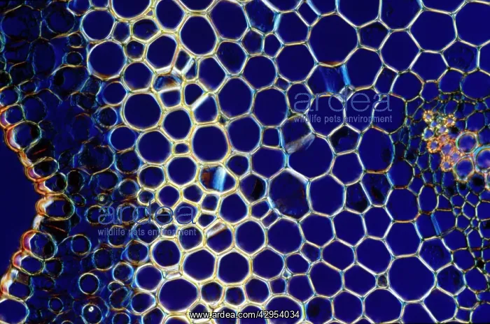 : Light Micrograph (LM): A transverse section of : Light Micrograph (LM): A transverse section of