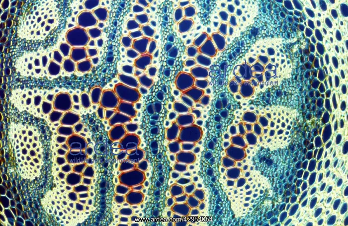 : Light Micrograph (LM): A transverse section of : Light Micrograph (LM): A transverse section of