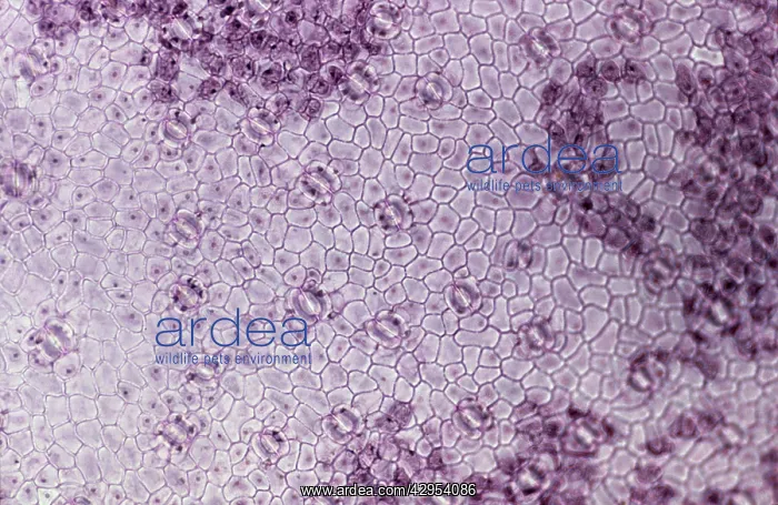 : Light Micrograph (LM): A transverse section of : Light Micrograph (LM): A transverse section of