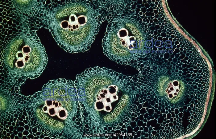 : Light Micrograph (LM): A transverse section of : Light Micrograph (LM): A transverse section of