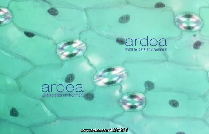 : Light Micrograph (LM): A transverse section of : Light Micrograph (LM): A transverse section of