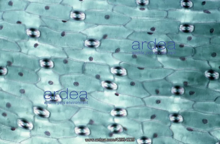 : Light Micrograph (LM): A transverse section of : Light Micrograph (LM): A transverse section of