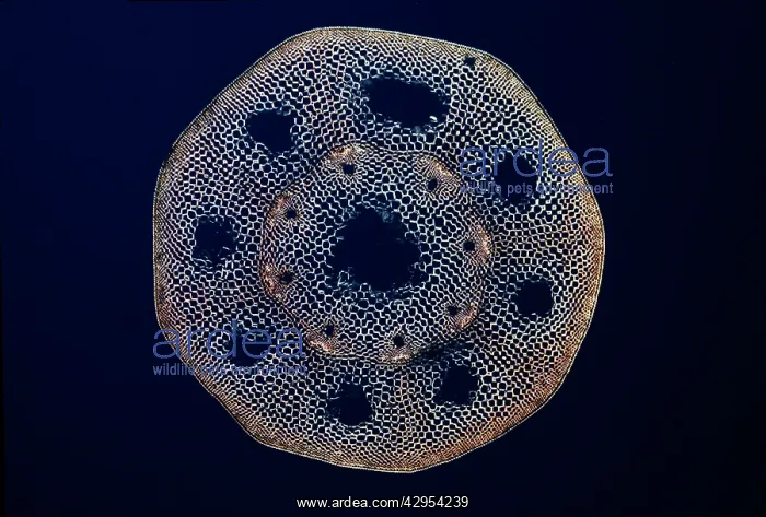 : Light Micrograph (LM): A transverse section of : Light Micrograph (LM): A transverse section of