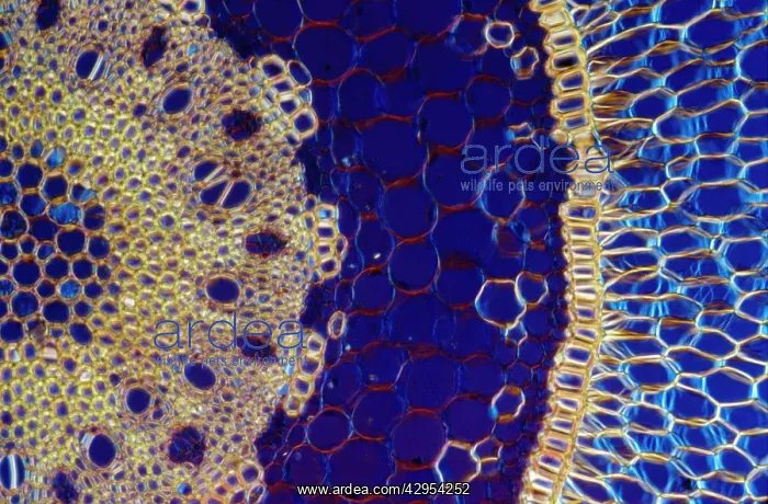 : Light Micrograph (LM): A transverse section of : Light Micrograph (LM): A transverse section of