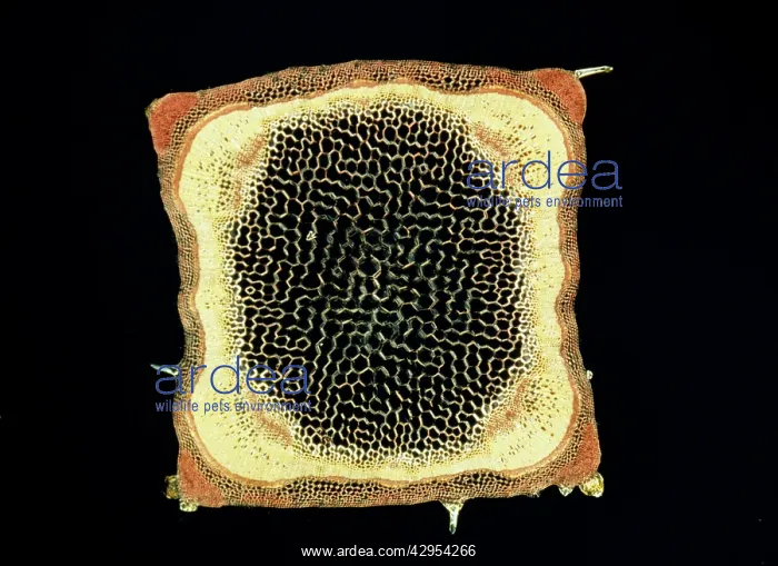 : Light Micrograph (LM): A transverse section of : Light Micrograph (LM): A transverse section of