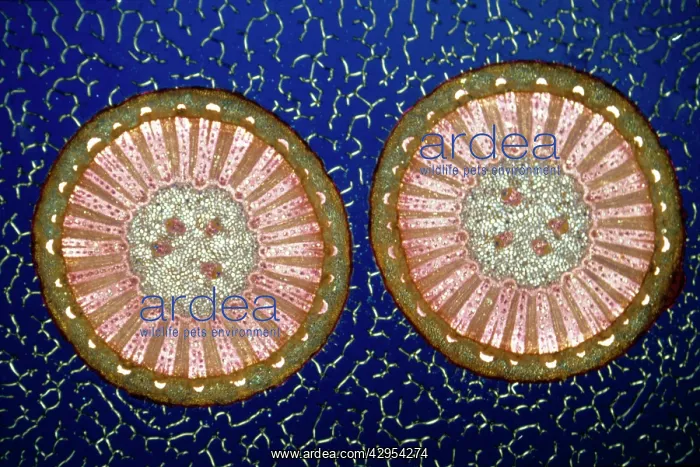 : Light Micrograph (LM): A transverse section of : Light Micrograph (LM): A transverse section of