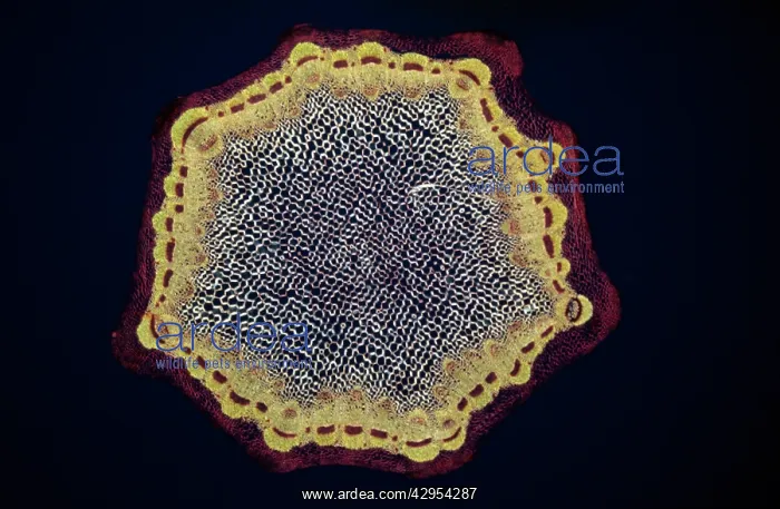 : Light Micrograph (LM): A transverse section of : Light Micrograph (LM): A transverse section of
