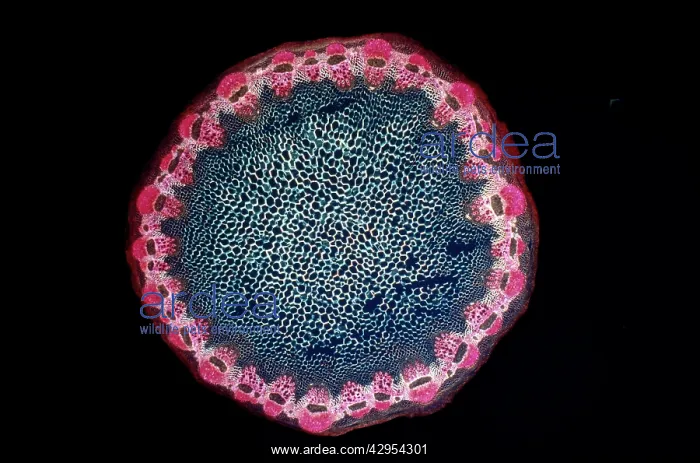 : Light Micrograph (LM): A transverse section of : Light Micrograph (LM): A transverse section of