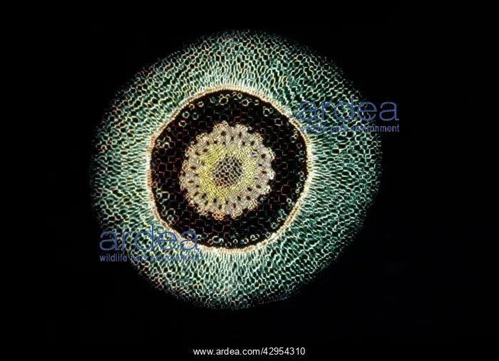 : Light Micrograph (LM): A transverse section of : Light Micrograph (LM): A transverse section of