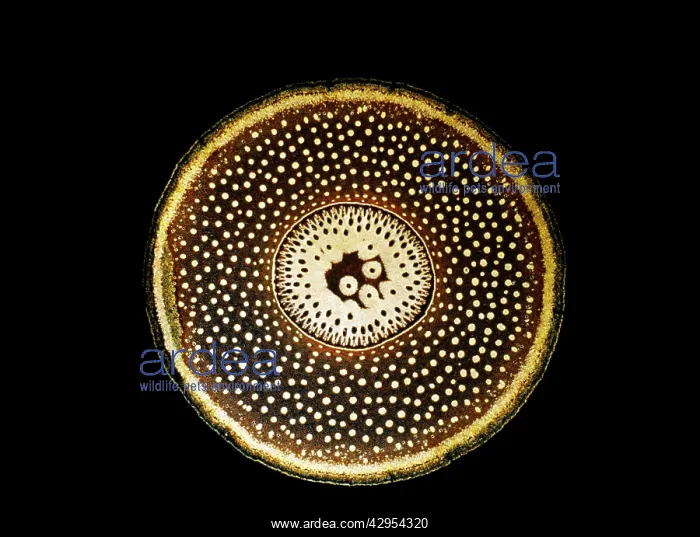 : Light Micrograph (LM): A transverse section of : Light Micrograph (LM): A transverse section of