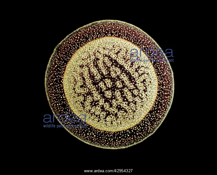 : Light Micrograph (LM): A transverse section of : Light Micrograph (LM): A transverse section of