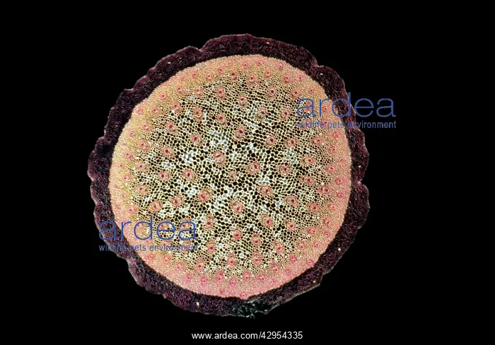 : Light Micrograph (LM): A transverse section of : Light Micrograph (LM): A transverse section of