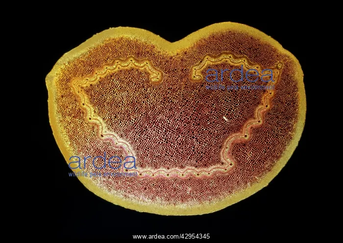 : Light Micrograph (LM): A transverse section of : Light Micrograph (LM): A transverse section of
