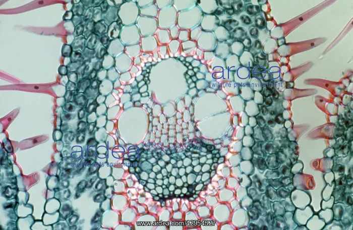 : Light Micrograph (LM): Transverse section of a : Light Micrograph (LM): Transverse section of a