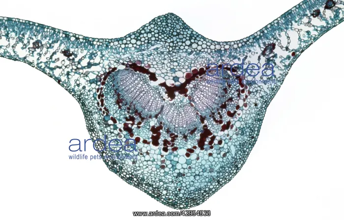 : Light Micrograph (LM): A transverse section of : Light Micrograph (LM): A transverse section of