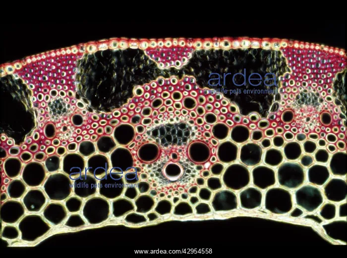 : Light Micrograph (LM): A transverse section of : Light Micrograph (LM): A transverse section of