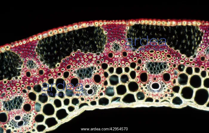 : Light Micrograph (LM): A transverse section of : Light Micrograph (LM): A transverse section of
