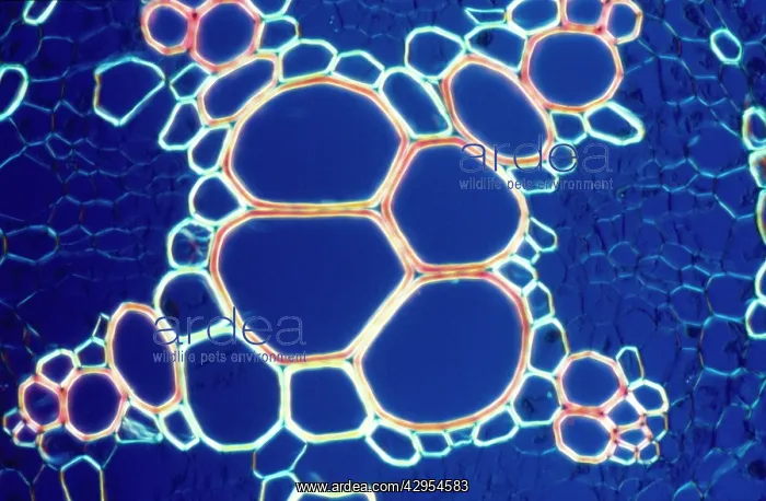 : Light Micrograph (LM): A transverse section of : Light Micrograph (LM): A transverse section of