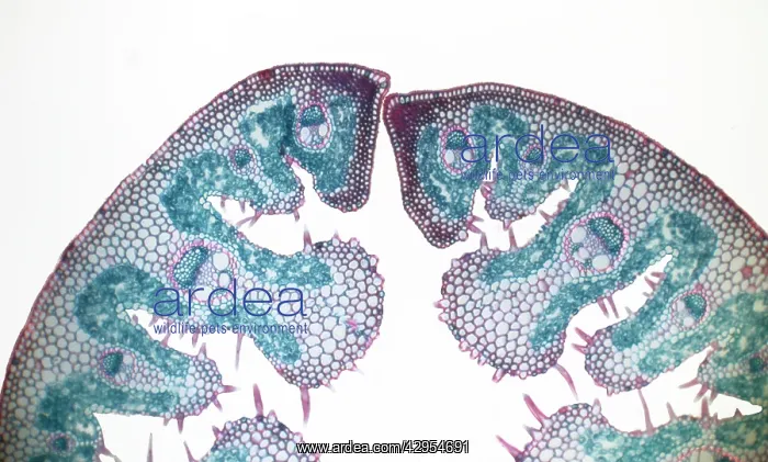 : Light Micrograph (LM): Transverse section of a : Light Micrograph (LM): Transverse section of a