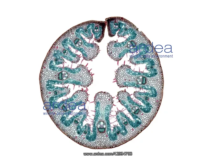 : Light Micrograph (LM): Transverse section of a : Light Micrograph (LM): Transverse section of a