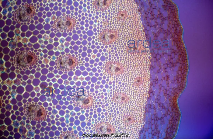 : Light Micrograph (LM): A transverse section of : Light Micrograph (LM): A transverse section of
