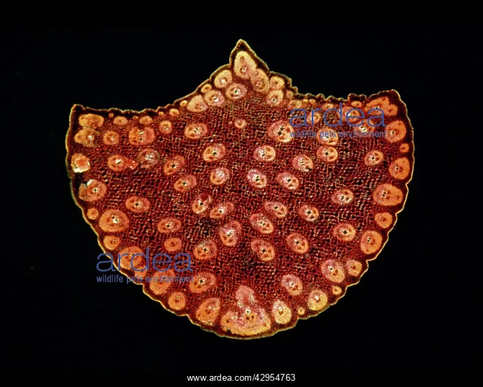 : Light Micrograph (LM): A transverse section of : Light Micrograph (LM): A transverse section of