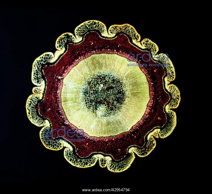: Light Micrograph (LM): The transverse section of : Light Micrograph (LM): The transverse section of