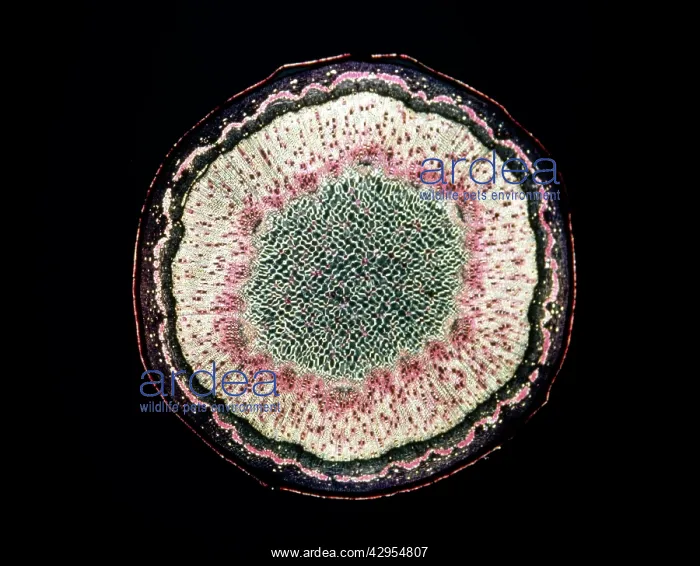 : Light Micrograph (LM): Transverse section of a : Light Micrograph (LM): Transverse section of a