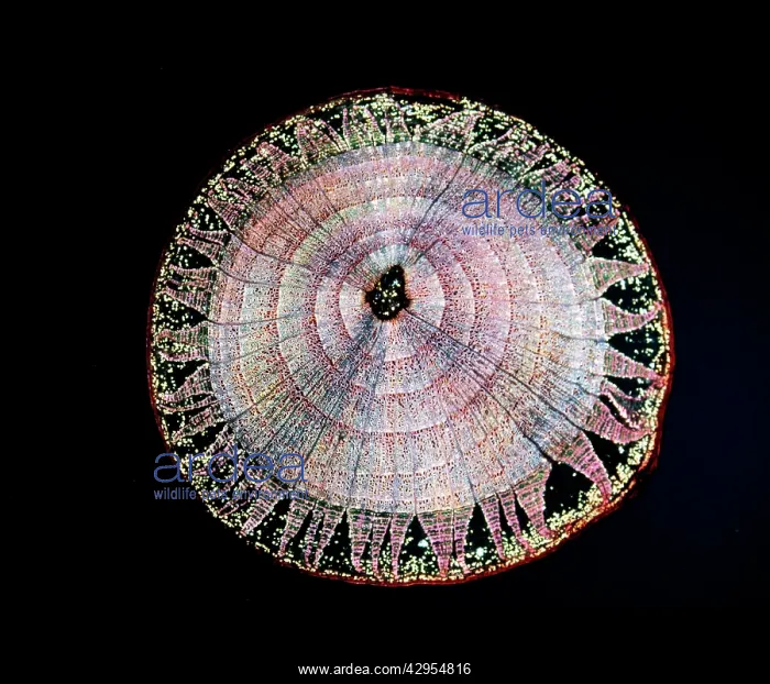 : Light Micrograph (LM): A transverse section of : Light Micrograph (LM): A transverse section of