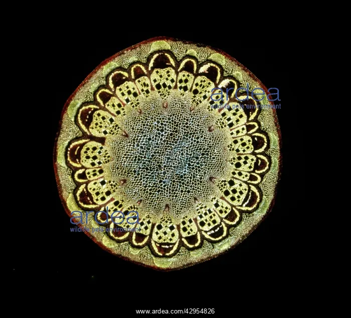 : Light Micrograph (LM): A transverse section of : Light Micrograph (LM): A transverse section of