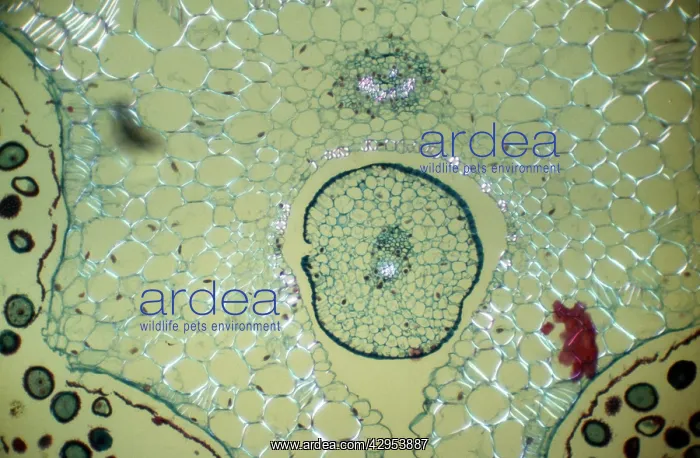 : Light Micrograph (LM): transverse section of Dehiscence : Light Micrograph (LM): transverse section of Dehiscence