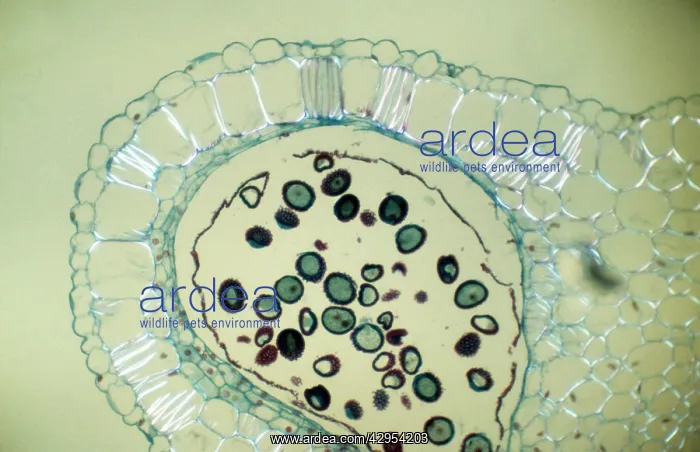 : Light Micrograph (LM): Transverse section of Dehiscence : Light Micrograph (LM): Transverse section of Dehiscence