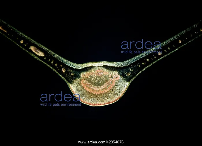 : Light Micrograph (LM): A transverse section of a Fig leaf) : Light Micrograph (LM): A transverse section of a Fig leaf)