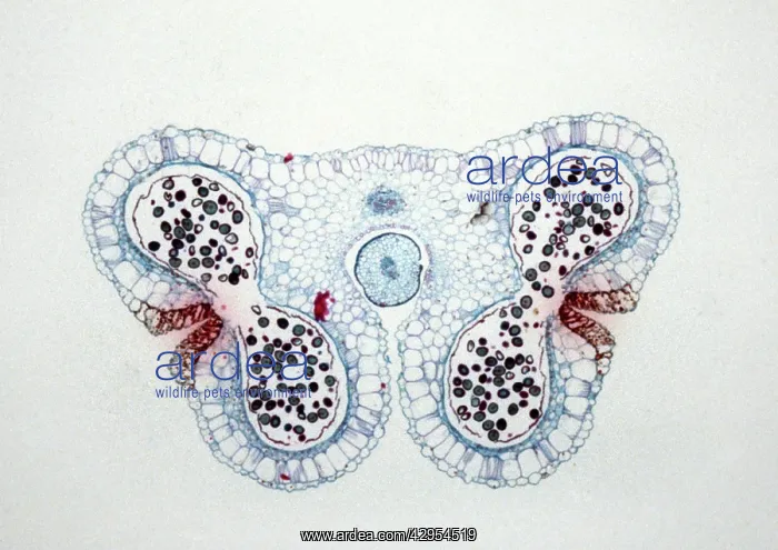 : Light Micrograph (LM): Transverse section of Lilium : Light Micrograph (LM): Transverse section of Lilium