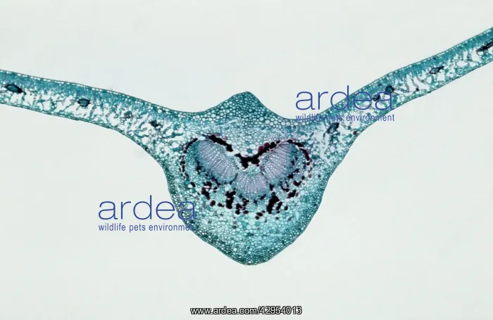 : Light Micrograph (LM): transverse section of Prunus Leaf : Light Micrograph (LM): transverse section of Prunus Leaf