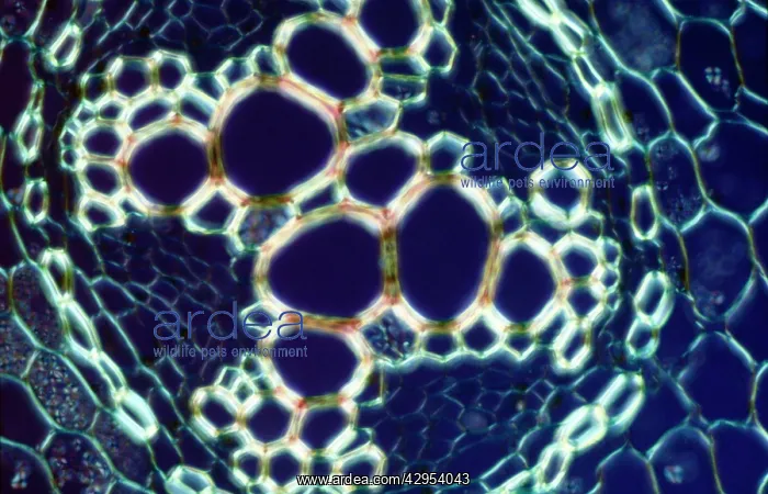 : Light Micrograph (LM): transverse section of root : Light Micrograph (LM): transverse section of root