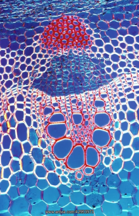 : Light Micrograph (LM): A transverse section shows : Light Micrograph (LM): A transverse section shows