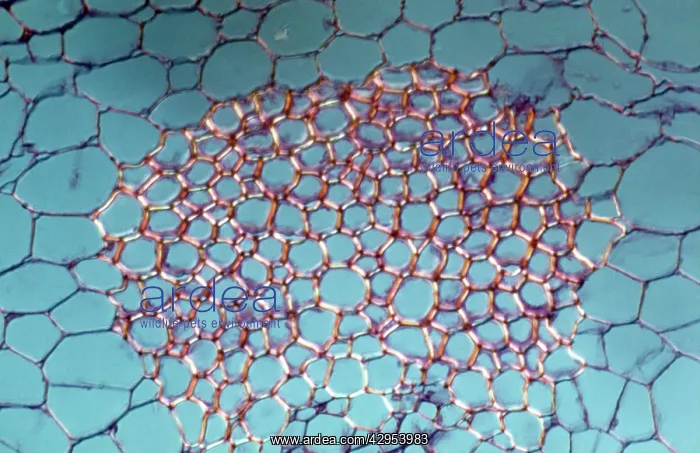 : Light Micrograph (LM): transverse section shows : Light Micrograph (LM): transverse section shows