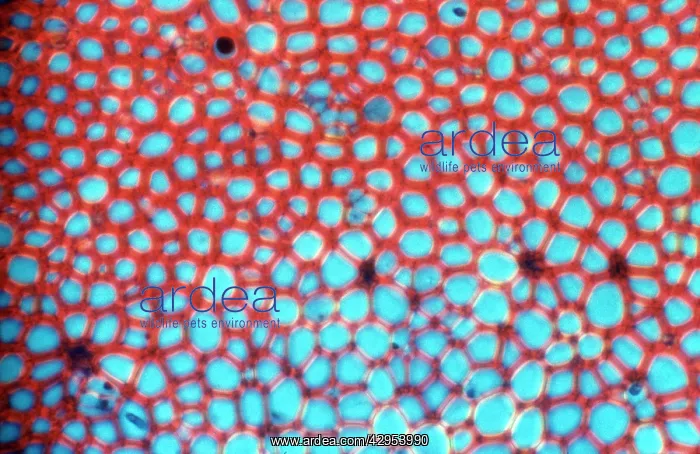 : Light Micrograph (LM): transverse section shows : Light Micrograph (LM): transverse section shows