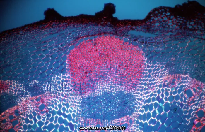: Light Micrograph (LM): transverse section shows : Light Micrograph (LM): transverse section shows