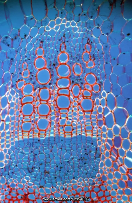 : Light Micrograph (LM): A transverse section shows : Light Micrograph (LM): A transverse section shows
