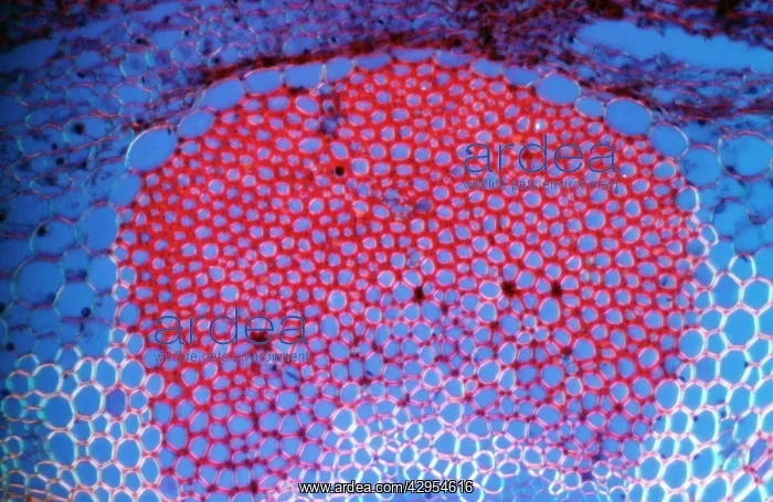 : Light Micrograph (LM): Transverse section shows : Light Micrograph (LM): Transverse section shows