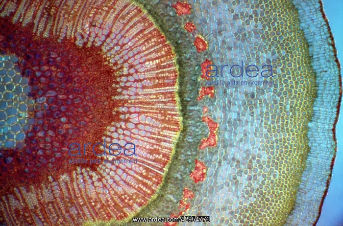 : Light Micrograph (LM): A Tranverse section of a : Light Micrograph (LM): A Tranverse section of a